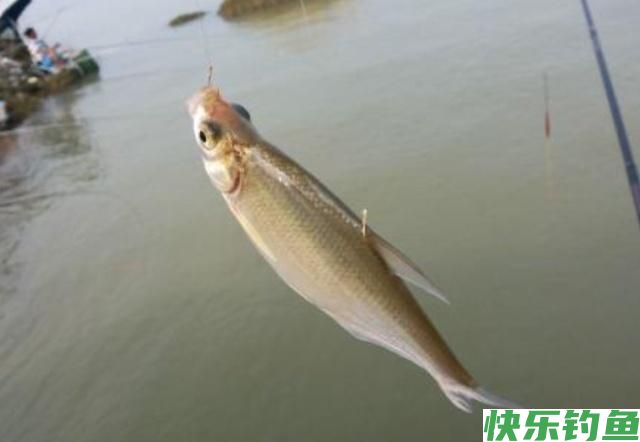 垂钓鳊鱼时，了解了这些垂钓技巧，保证让你