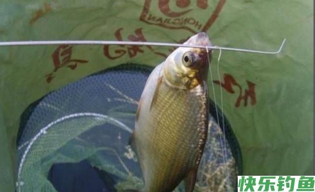 鳊鱼如何能钓好？关键技巧很重要，学会之后