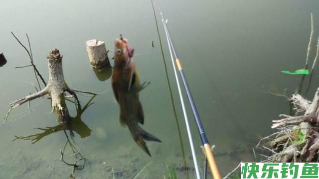 垂钓人的三个小秘诀，钓鳊鱼的效果最佳，希