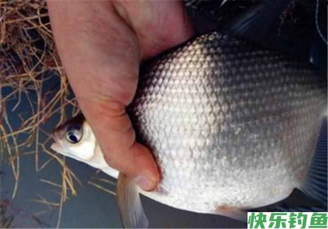 4月钓鳊鱼的好时机，这些钓鳊鱼的的技巧，