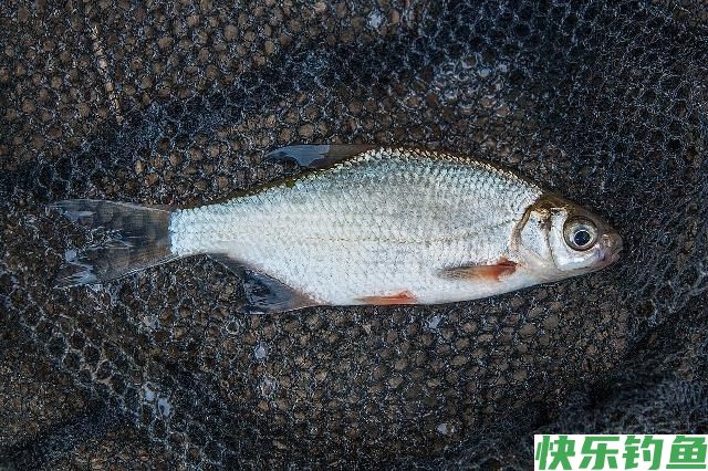春末作钓鳊鱼小技巧，想要有个好渔获，还不