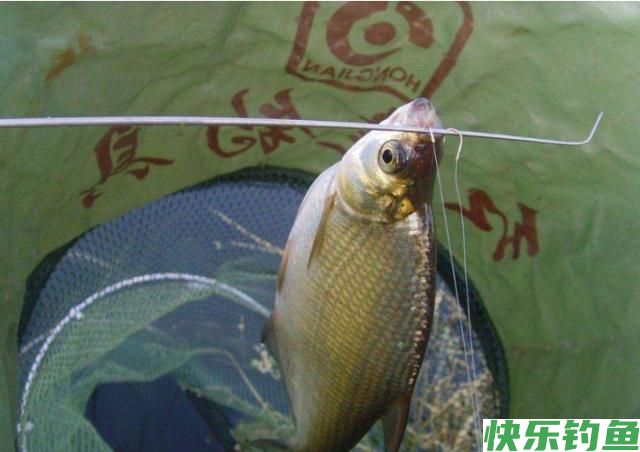 掌握了这些作钓技巧，在钓鳊鱼的时候，渔获