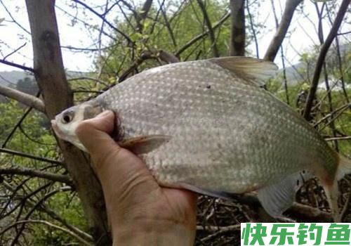 鳊鱼是我见过最好钓的鱼，一钓一箩筐！不要