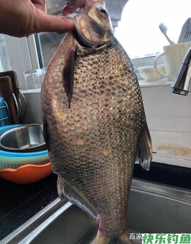 别总是钓鲫鱼了，用这几招钓鳊鱼才叫“过瘾