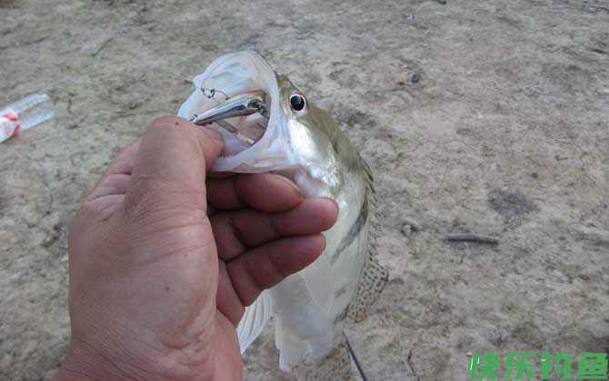 鳜鱼什么时候钓最好？