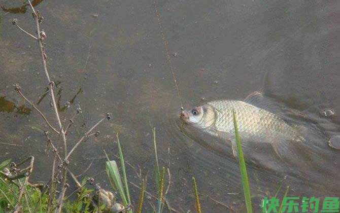 一月钓鱼最佳时间是什么时候？