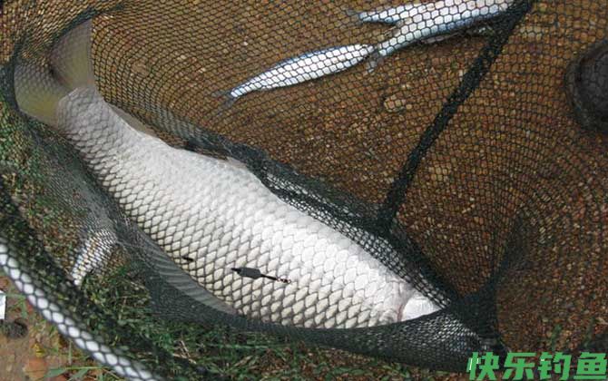 野钓鲮鱼最佳时间是什么时候？