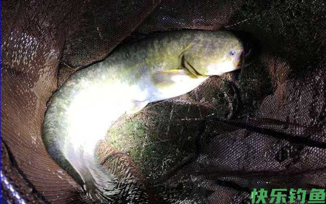 钓鲶鱼什么季节最好钓？