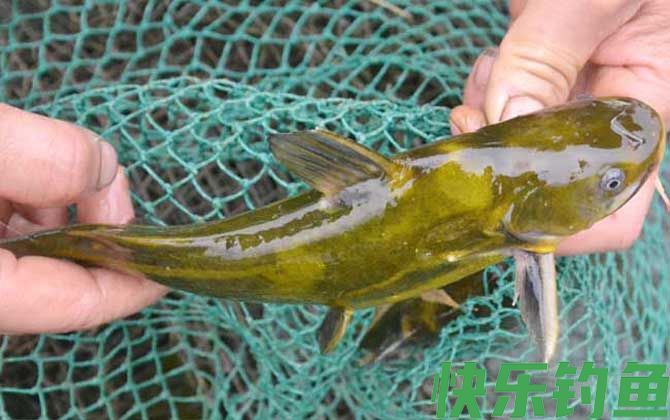 钓黄颡鱼绝招及注意事项
