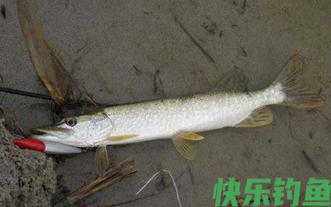 钓狗鱼用什么饵料最好？