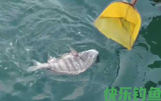 沙蚕钓什么鱼效果最好？