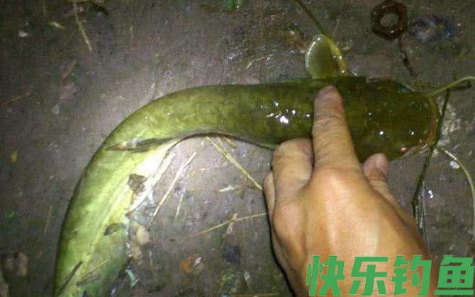 钓塘角鱼用什么饵最好？