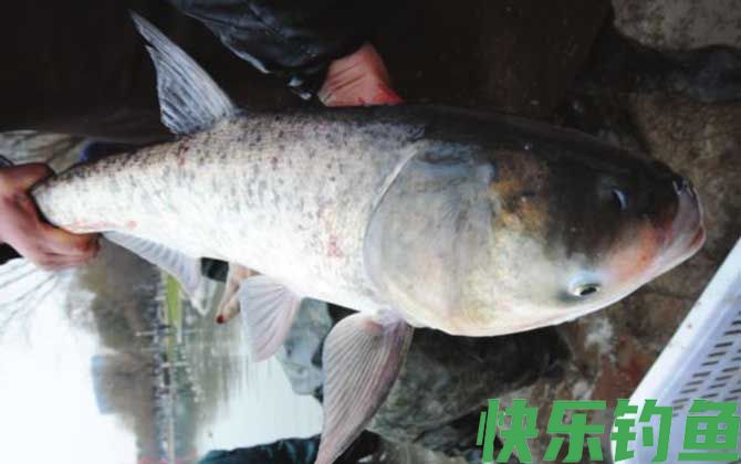 钓鲢鳙
