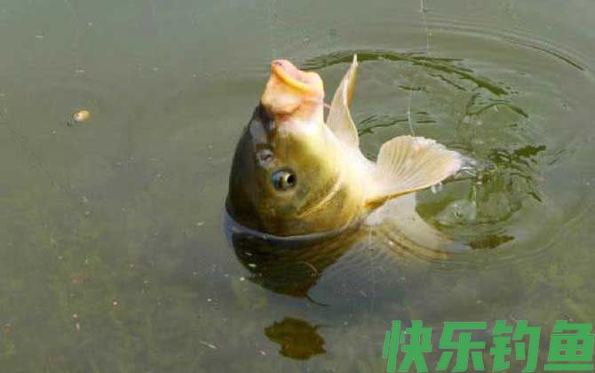 钓鲤鱼