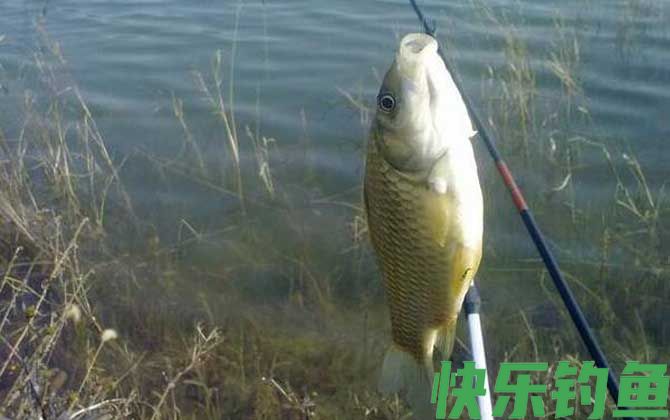 春季钓鲫鱼用什么味型饵料？