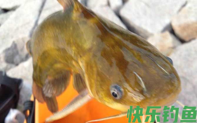 钓黄颡鱼用什么打窝？