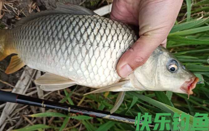 红虫饵能钓鲤鱼吗？