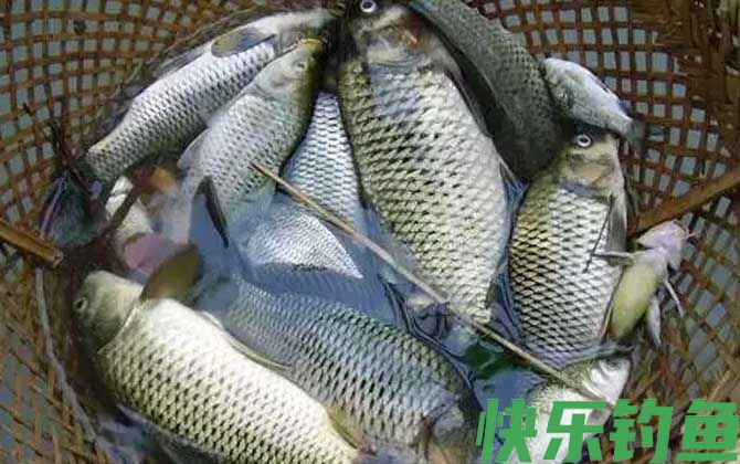 钓鲫鱼什么小药好？