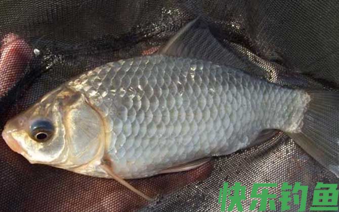 秋冬季节钓鲫鱼用什么窝料？