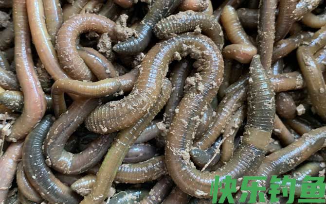 鲶鱼最爱吃三种饵料