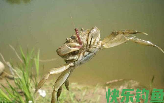 什么食物引诱螃蟹最快？