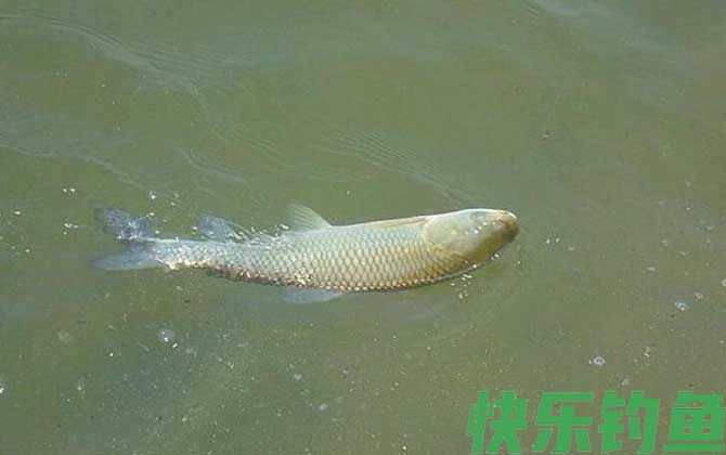 草鱼最爱吃什么饵料？