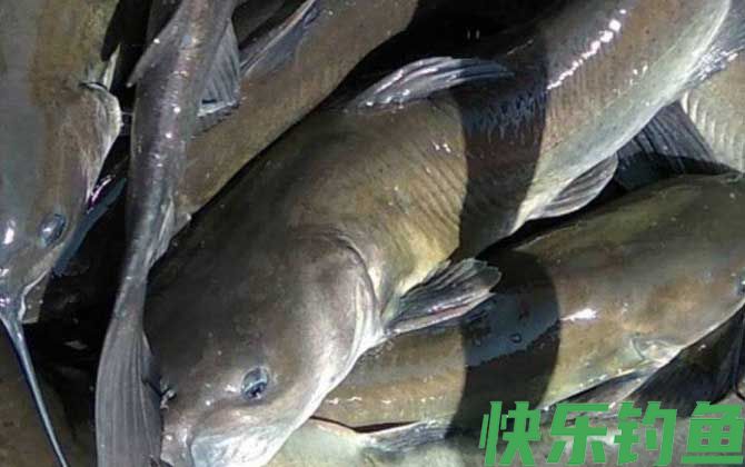 钓鮰鱼用什么饵料最好？