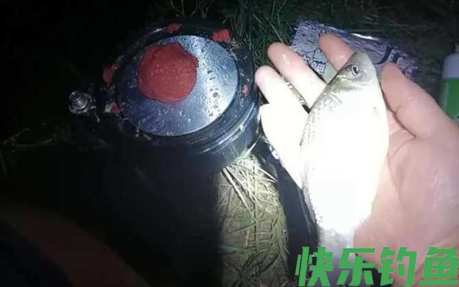 夏天晚上钓鱼用什么饵料好？