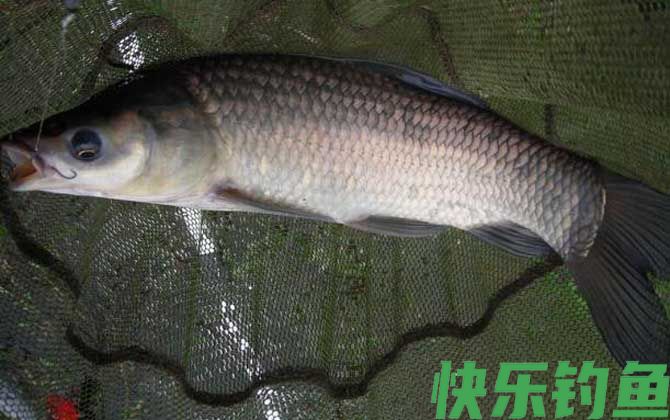 钓青鱼玉米打窝有用吗？