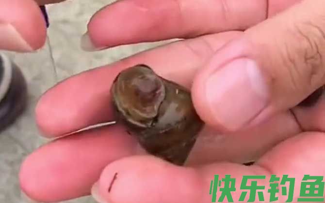 螺蛳钓鱼要去壳吗？
