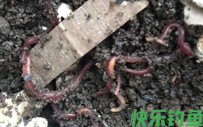 野钓饵料排行榜前十名