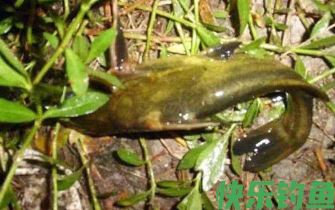 鸡肝钓什么鱼效果最好？