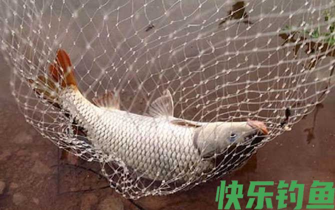 野钓鲤鱼最好用的自制饵料配方