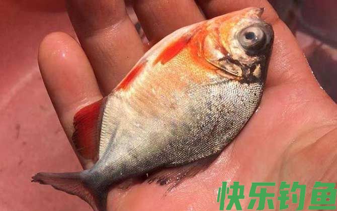 淡水白鲳鱼用什么饵料钓？