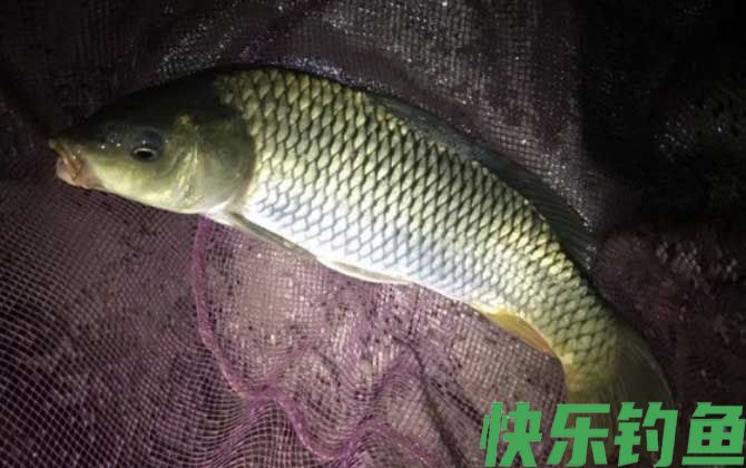 夜晚钓鲤鱼用什么饵料最好？