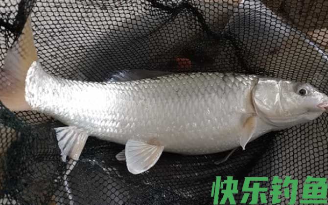 速攻918能不能钓鲮鱼？