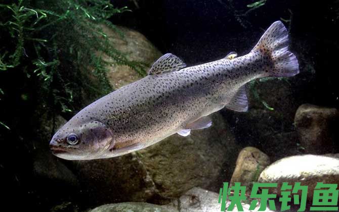 钓鳟鱼用什么鱼饵最好？