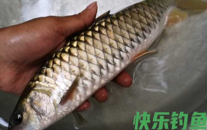 钓军鱼用什么打窝用什么作饵？