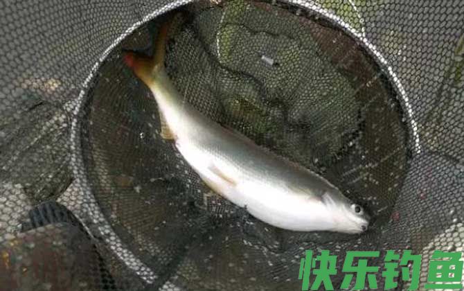 野钓黄尾鱼用什么饵料好？