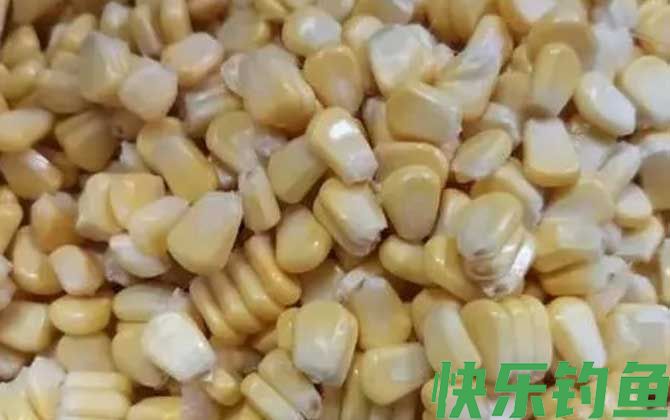 新鲜玉米能直接钓鱼吗？