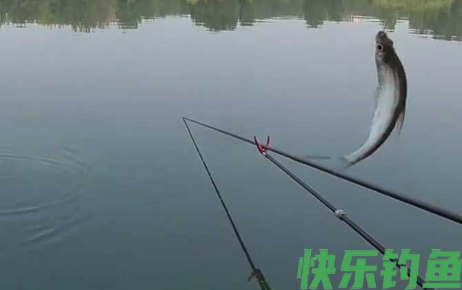 白条鱼吃蚯蚓吗？