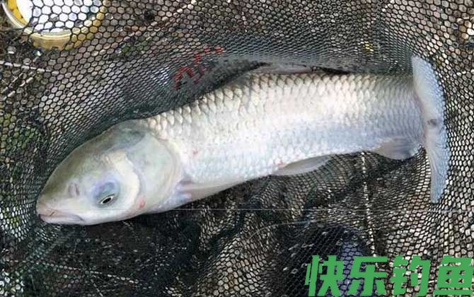 什么味道吸引草鱼？