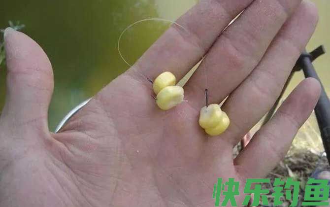 颗粒打窝玉米钓效果好吗？