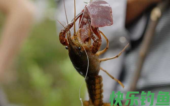 钓小龙虾用什么诱饵最好？