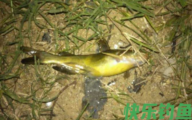 钓嘎鱼用什么饵料最好？