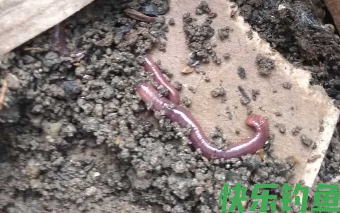 花盆怎么养蚯蚓来钓鱼？