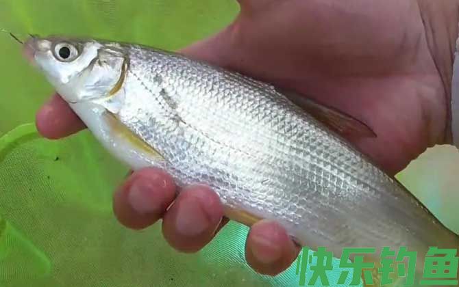 鲴鱼用什么打窝最好钓？