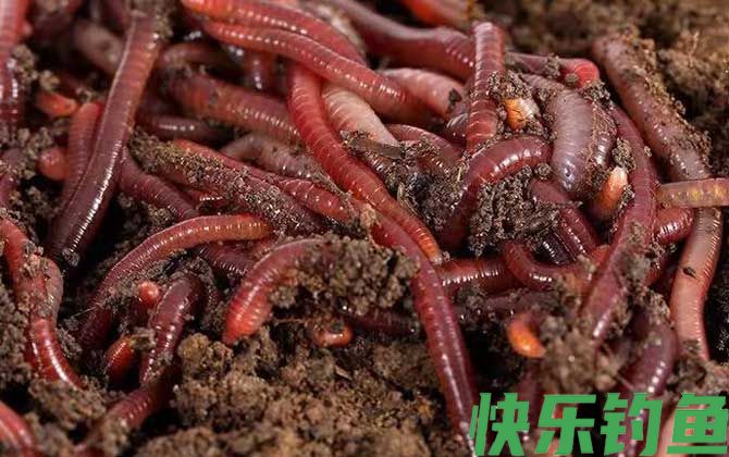 露天养蚯蚓养殖技术