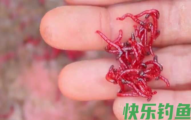 冬季钓鱼用红虫还是蚯蚓？