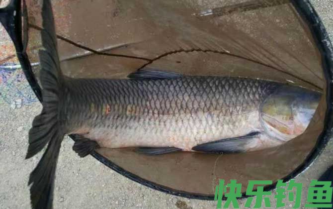 5月份钓青鱼用什么饵料？